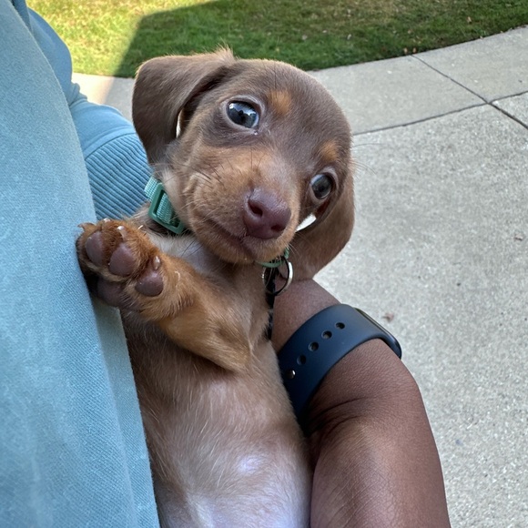 Meet your Posher, Lauren - Picture 3 of 6